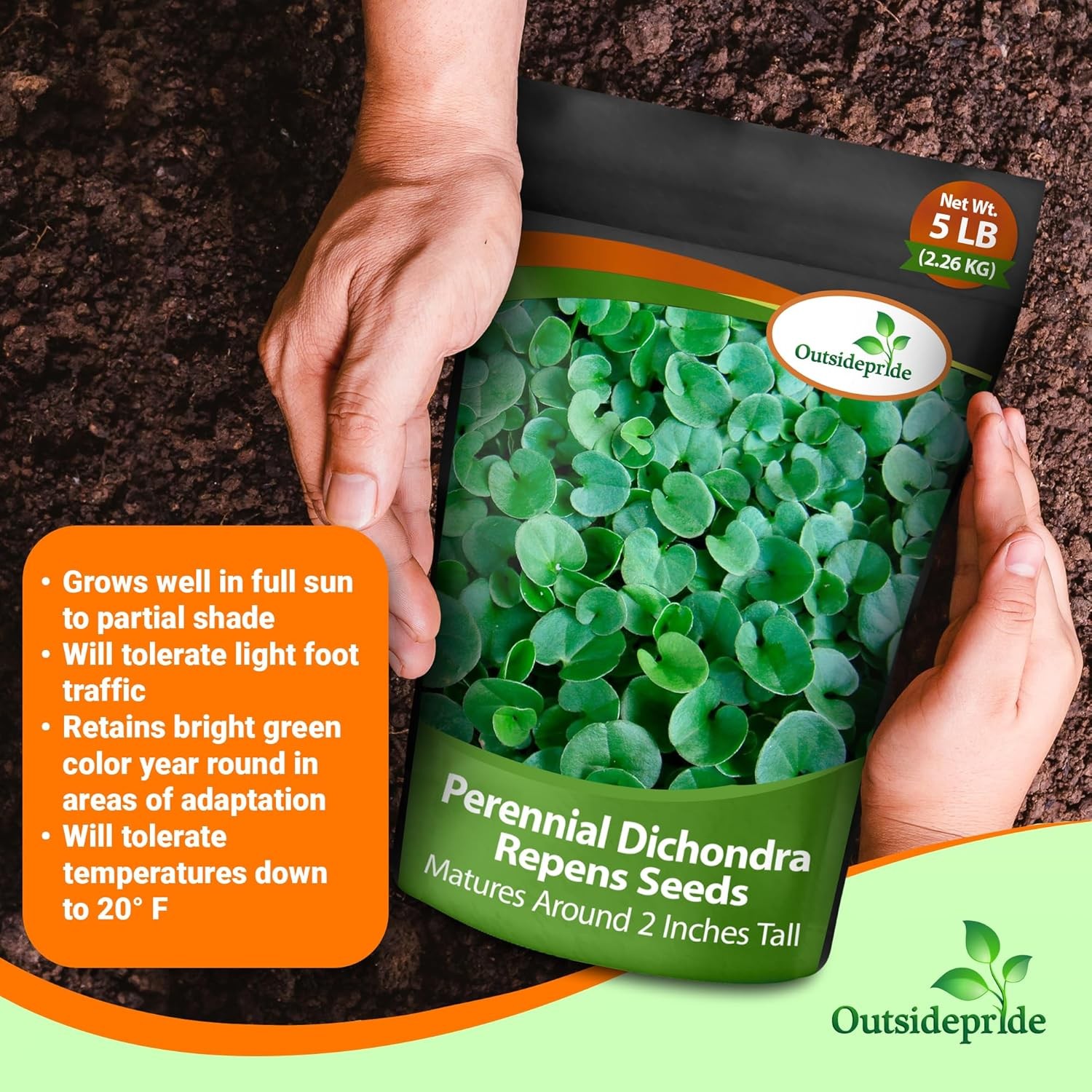 5 LBS Dichondra Seed For Planting – Dichondra Repens Ground Cover Seeds