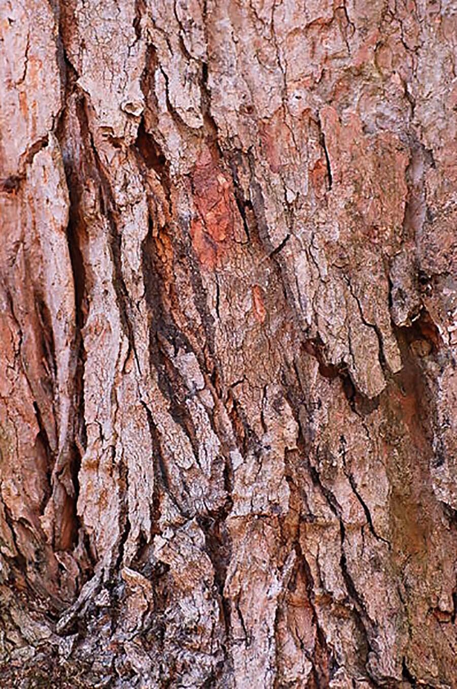 Sugar Maple, Acer saccharum, Tree Seeds
