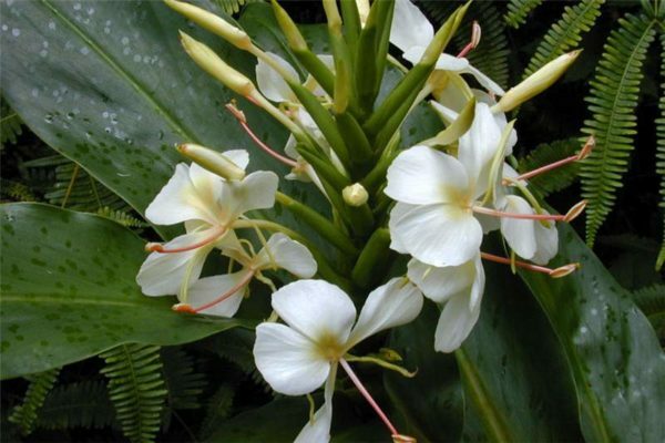 HAWAIIAN WHITE GINGER HEDYCHIUM CORONARIUM STARTER PLANT ROOT – 1 ROOT PER PACK