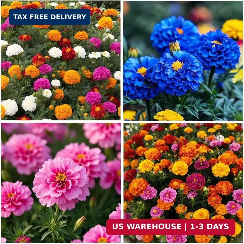900+ Annual French Marigold Garden Flower Mix Flower Seeds for Planting Garden D