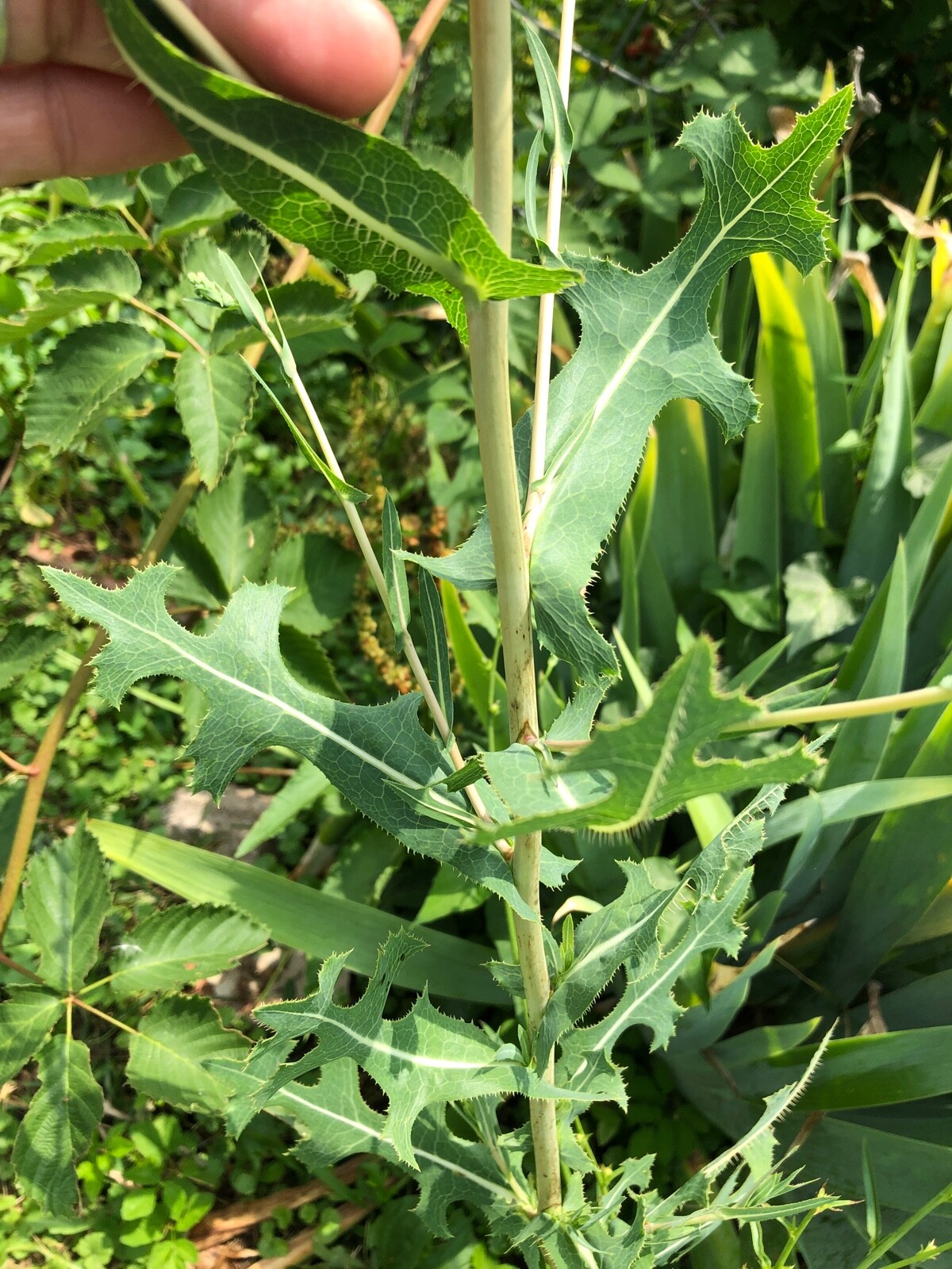 Wild Prickly Lettuce SEEDS Lactuca Serriola Medicinal*Pain/Withdrawal~100% Clean