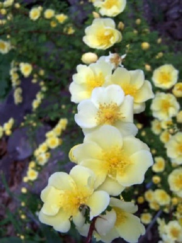 10 Golden YELLOW FATHER HUGO ROSE Rosa Hugonis Flower Seeds *Flat S/H