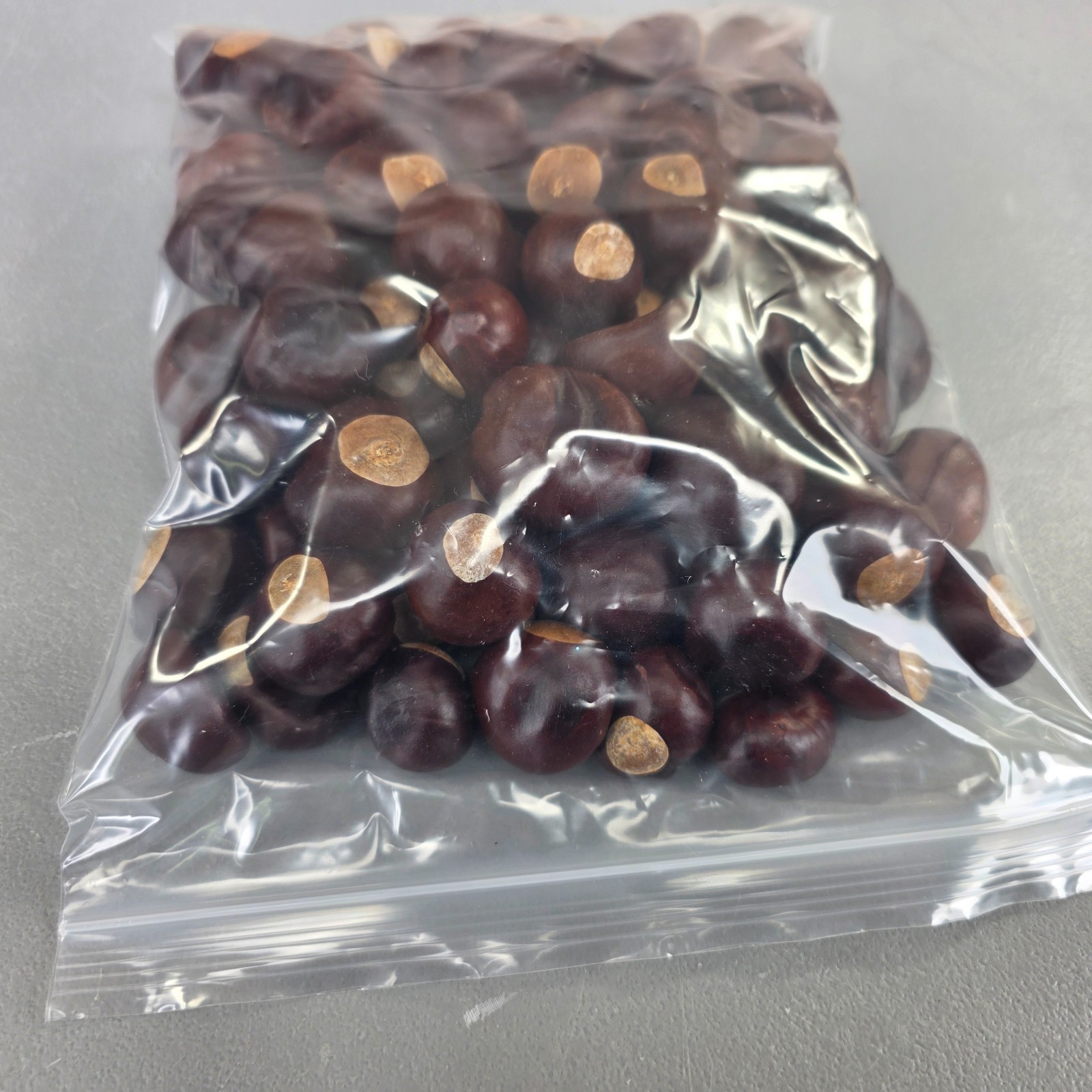 101 Ohio Buckeye Seed Buckeye Nuts Natural Buckeye Nut Make a Necklace