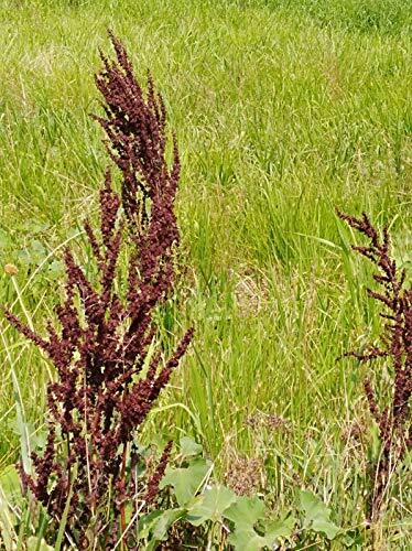 Curly Dock 100 Seeds, rumex crispus