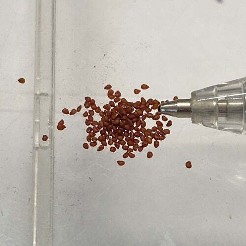 Mammillaria backebergiana subsp. ernestii | 100 Seeds