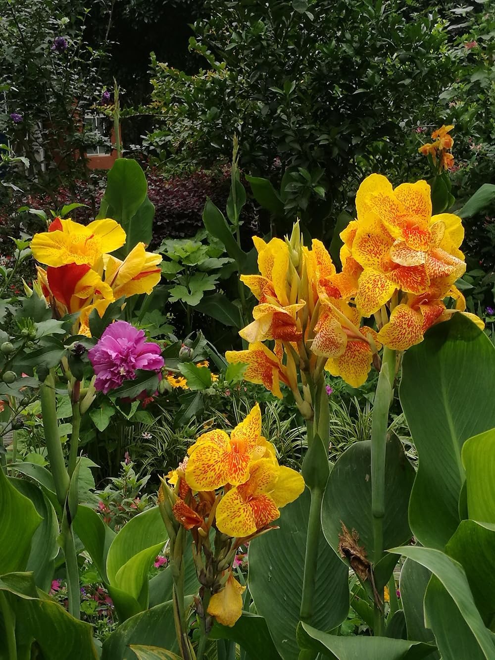 15+ Canna Lily Seeds Mix Colors Flowers Garden Plant Planting
