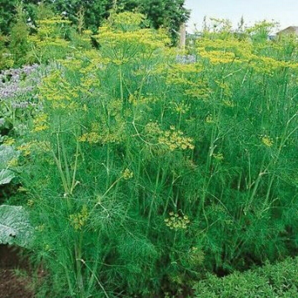 1oz Bouquet Dill Seeds Anethum Graveolens Herb Heirloom (Approx 20,000 Seeds)