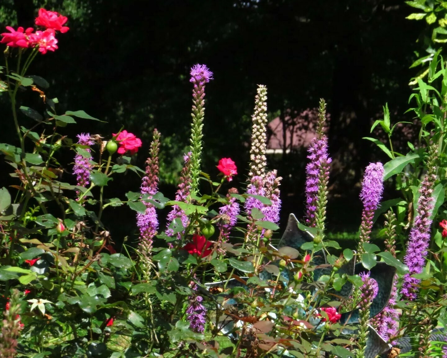 300+ Bright Purple Gayfeather/Blazing Star Flower Seeds.Perennial Native Flower.