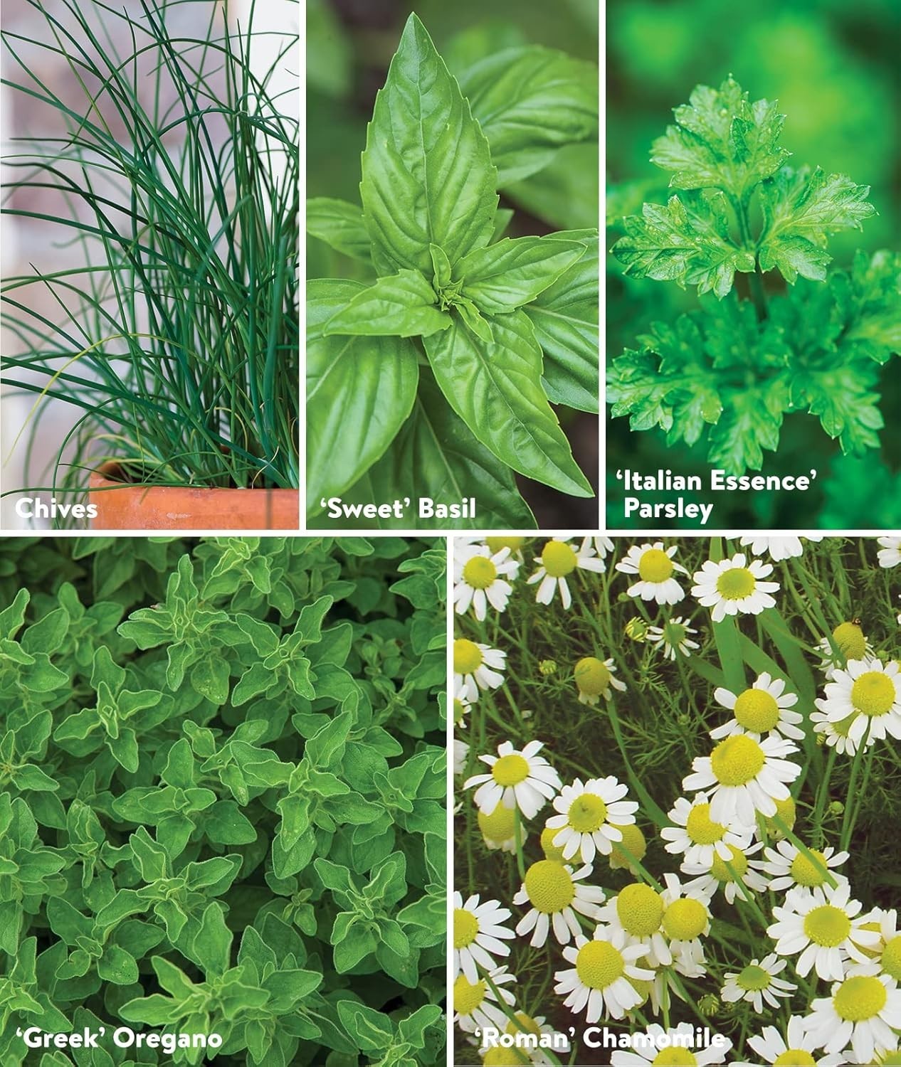 Culinary Classics Herb Collection 10 Pack Non-GMO Seeds Indoor Outdoor Kitche…