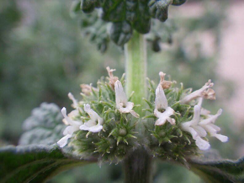 White Horehound Herb Seeds Marrubium vulgare, Tracking Included, Herbal Garden