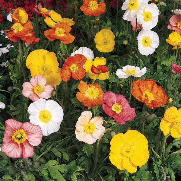 800+ CALIFORNIA POPPY FORMULA MIX SEEDS FRESH HARVEST FOR GARDENS