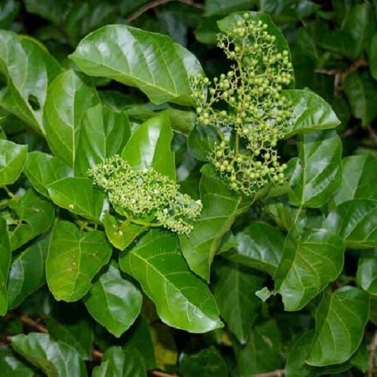 10 PCS PREMNA SERRATIFOLIA SEEDS, HẠT LÁ CÁCH