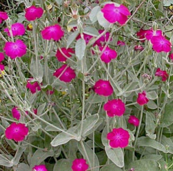 Rose Campion Seeds