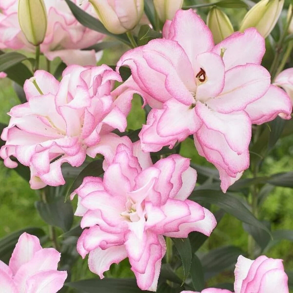 Lily Flower Bulbs 1 Roselily Anouska Double Flowers Rose Lilys Butterfly Garden