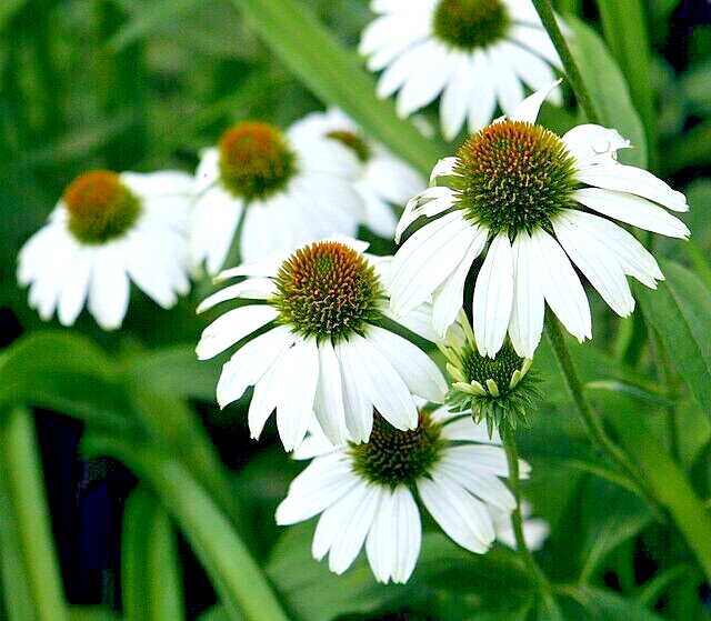 SNOW WHITE ECHINACEA 100 SEEDS, CONEFLOWER, LARGE DAISY-LIKE FLOWERS, USA SELLER