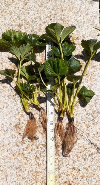4- large 8-9 inch plants Everbearing Strawberry Plants no pesticide