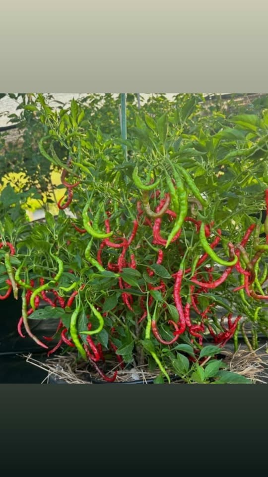 Chile de Árbol Seeds (200 Count) 🌶️ | Easy to Grow | Heirloom | Fresh Seeds 🔥