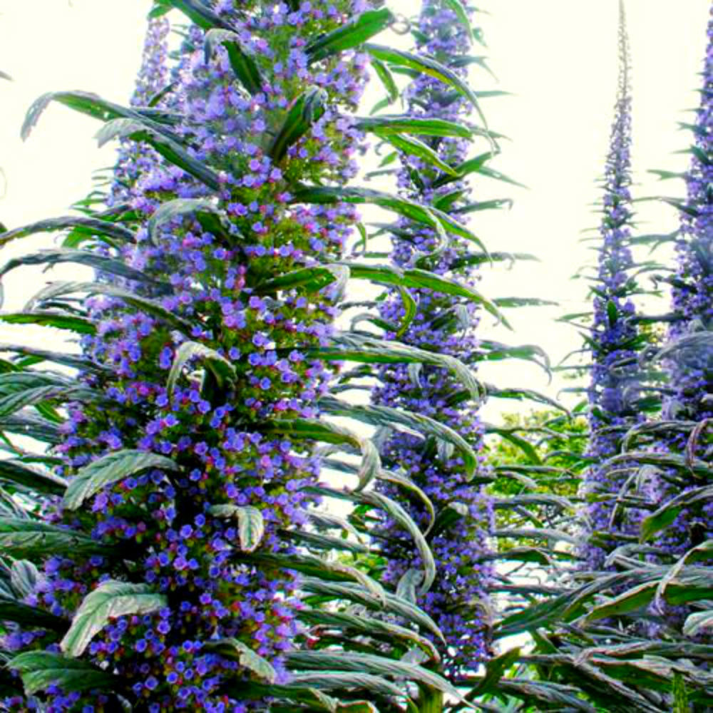 Echium Seeds! BOLD BLUE/PURPLE/PINK COLOR! THOUSANDS OF FLOWERS PER PLANT!