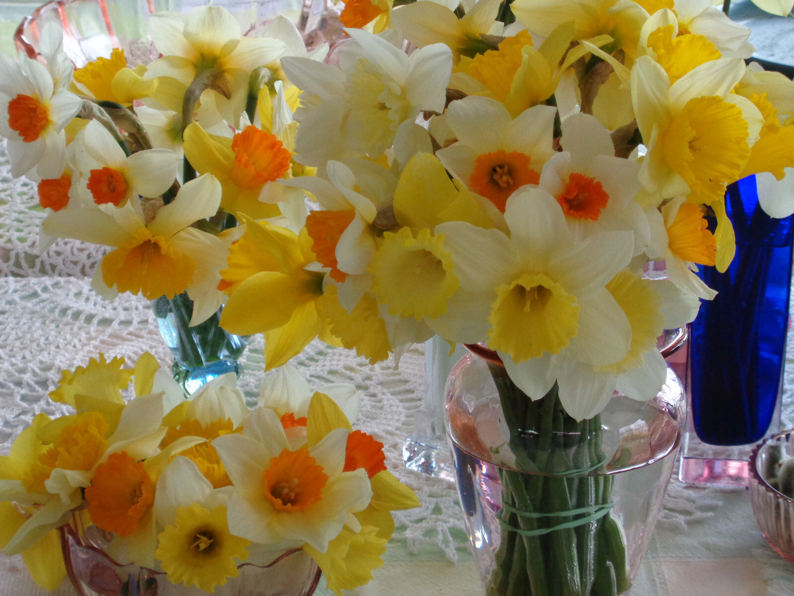 1000 fresh DAFFODIL SEEDS Narcissus Jonquil *MUST PLANT IN SUMMER or FALL *READ*