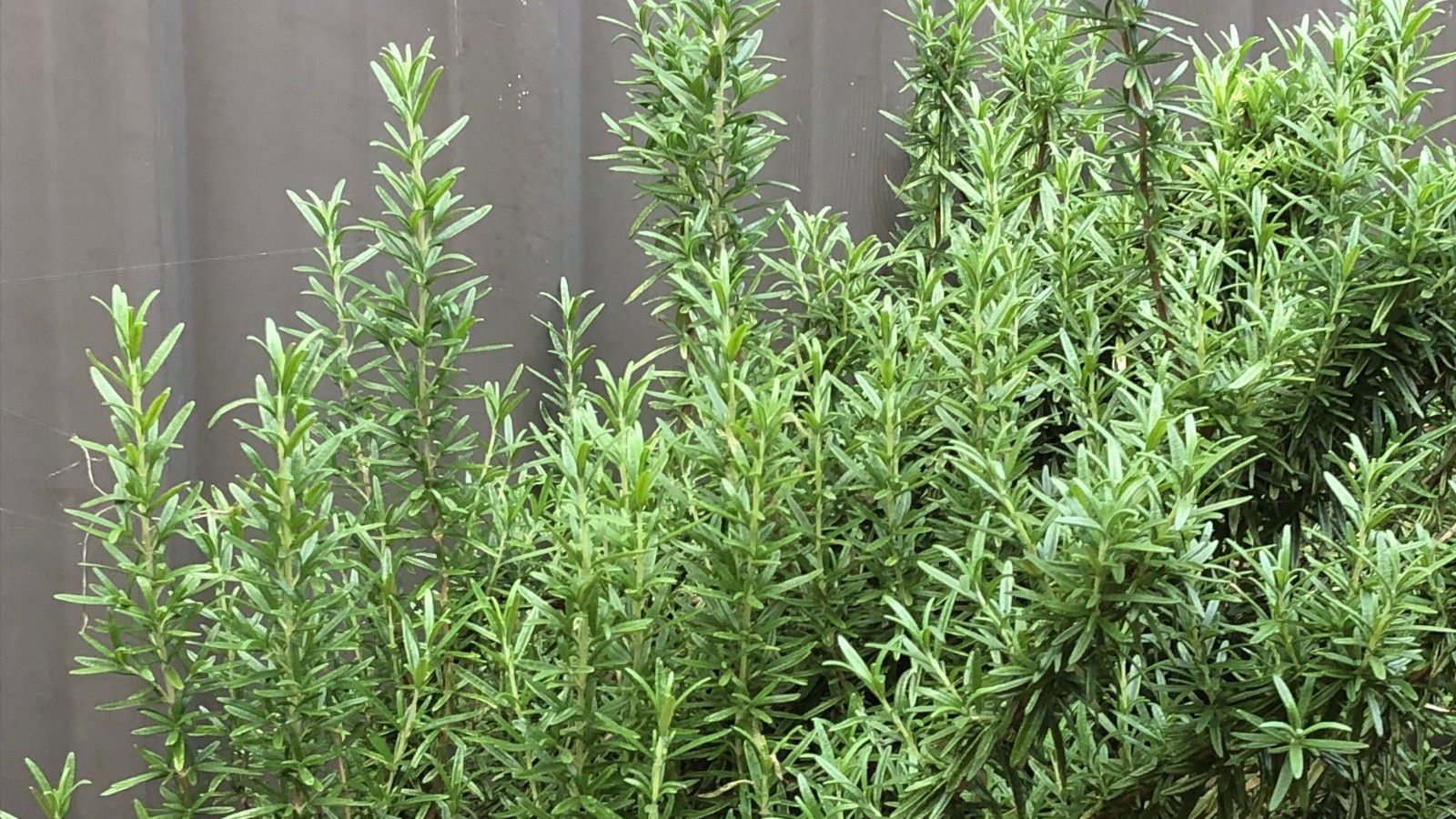 800 Rosemary Herb Seeds Culinary, Potpourri, Medicinal
