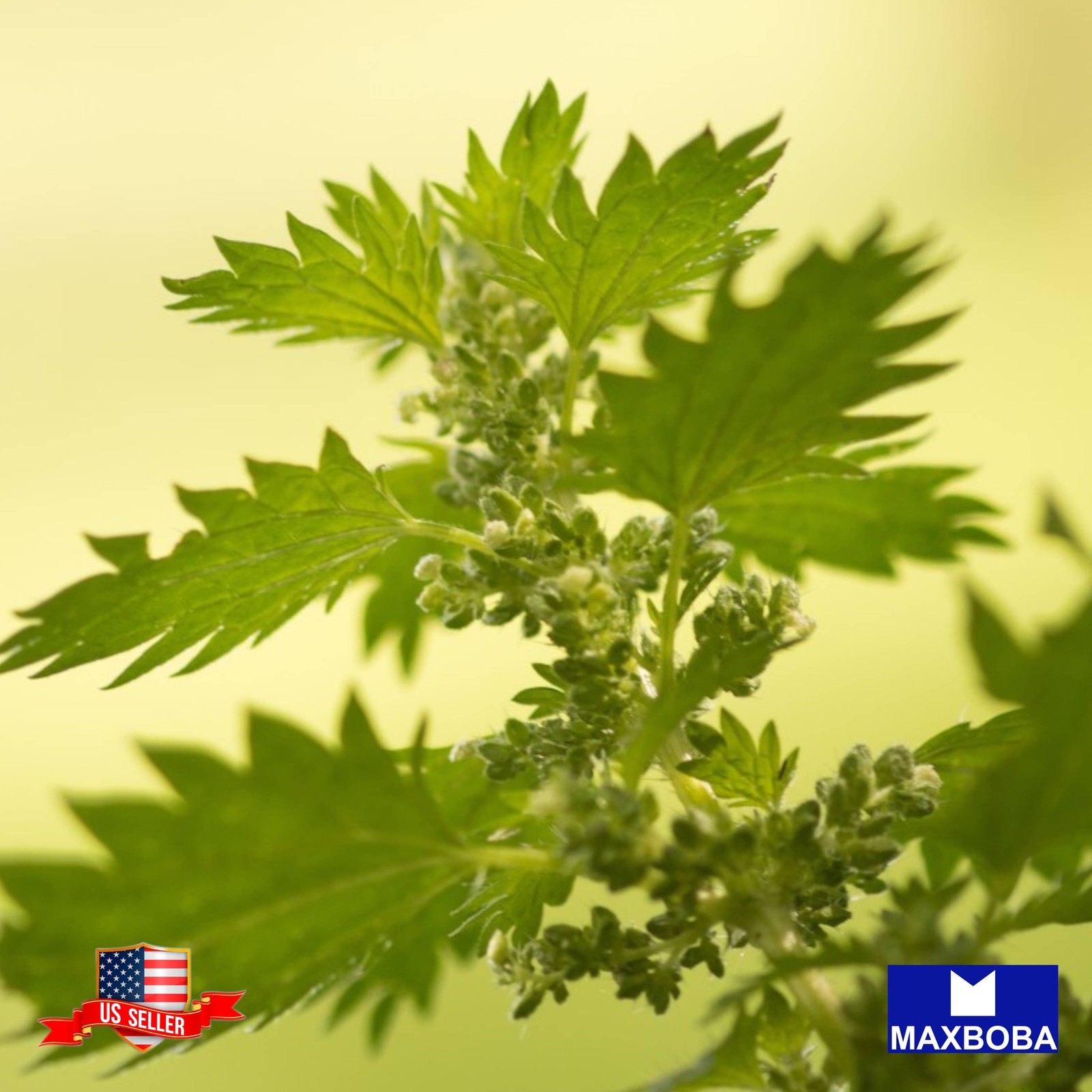 1200+ Chervil Seeds Winter Heirloom Non-GMO BOGO 50% OFF