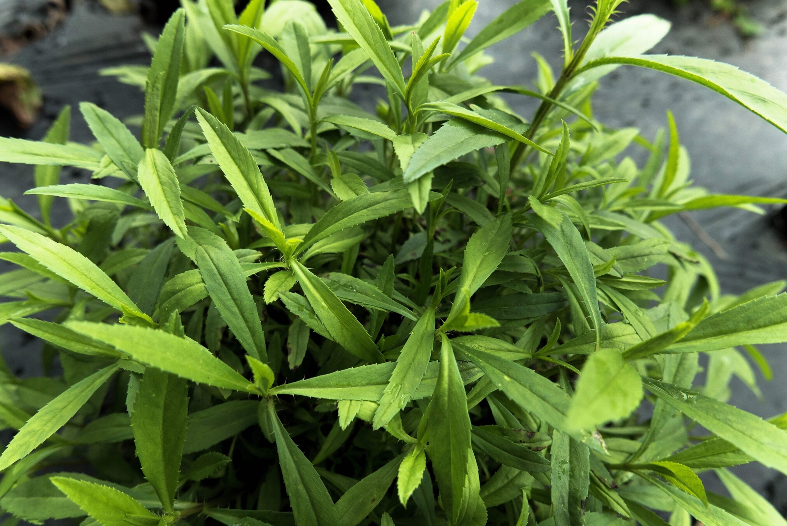 100 TARRAGON Common Kitchen Artemisia Dracunculus Herb Seeds *Flat Shippin