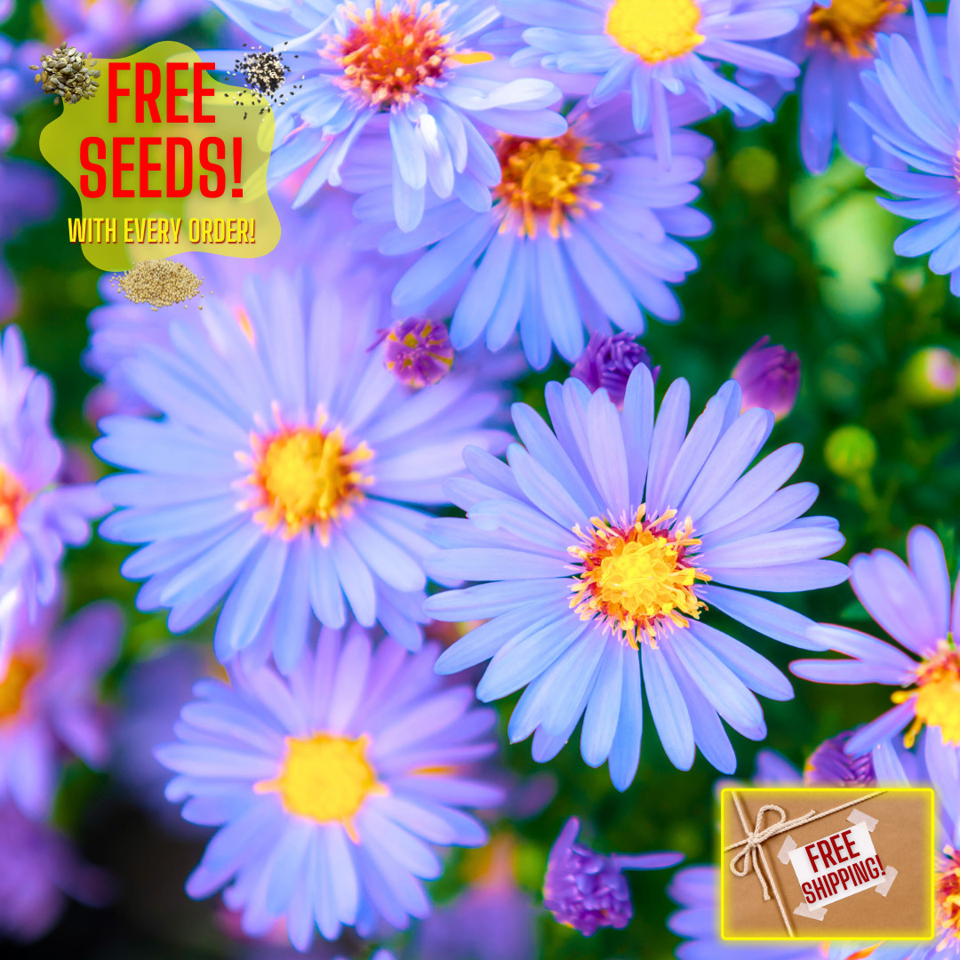 Fresh Premium New England Aster Seeds | Heirloom Non-GMO | Flower Seeds
