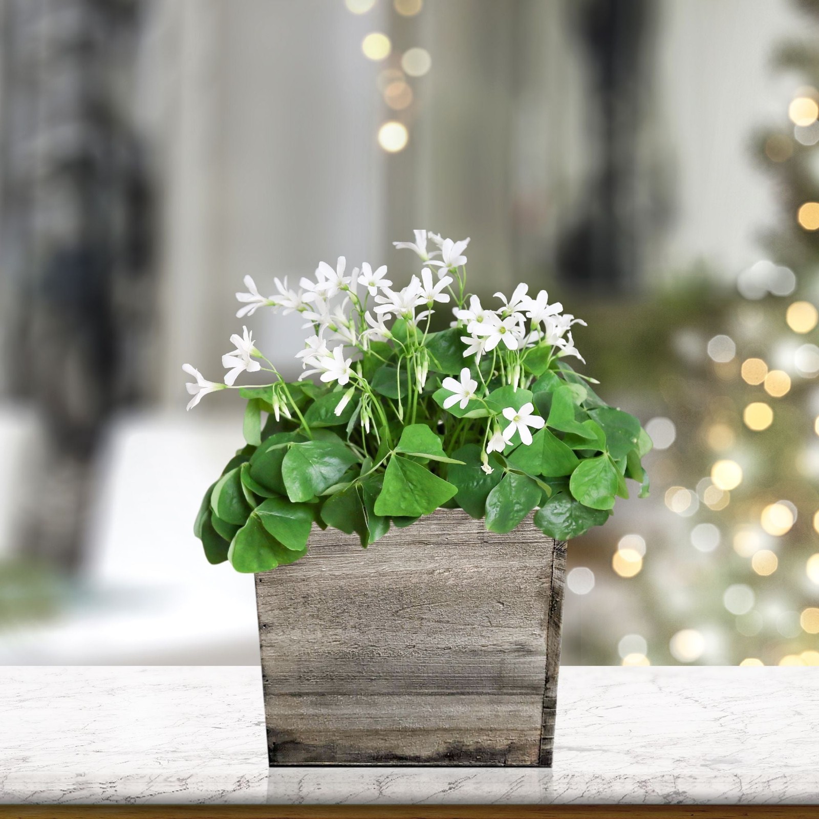 Oxalis Regnellii Lucky Shamrock 20 Flower Bulbs – White Blooms & Green Foliage