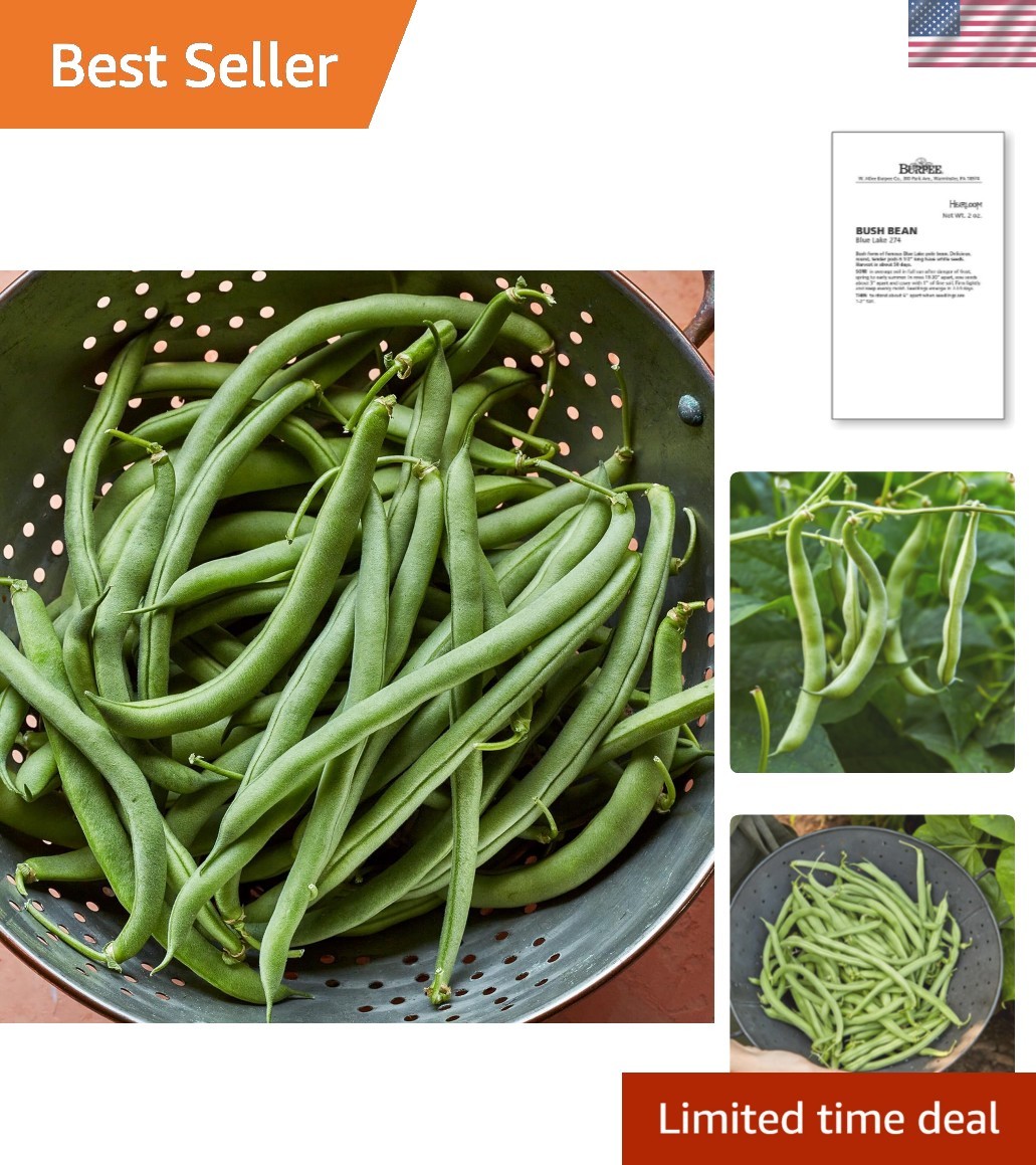 Blue Lake 274 Bush Bean Seeds – GMO-Free Heirloom for Healthy Gardens, 2 Oz