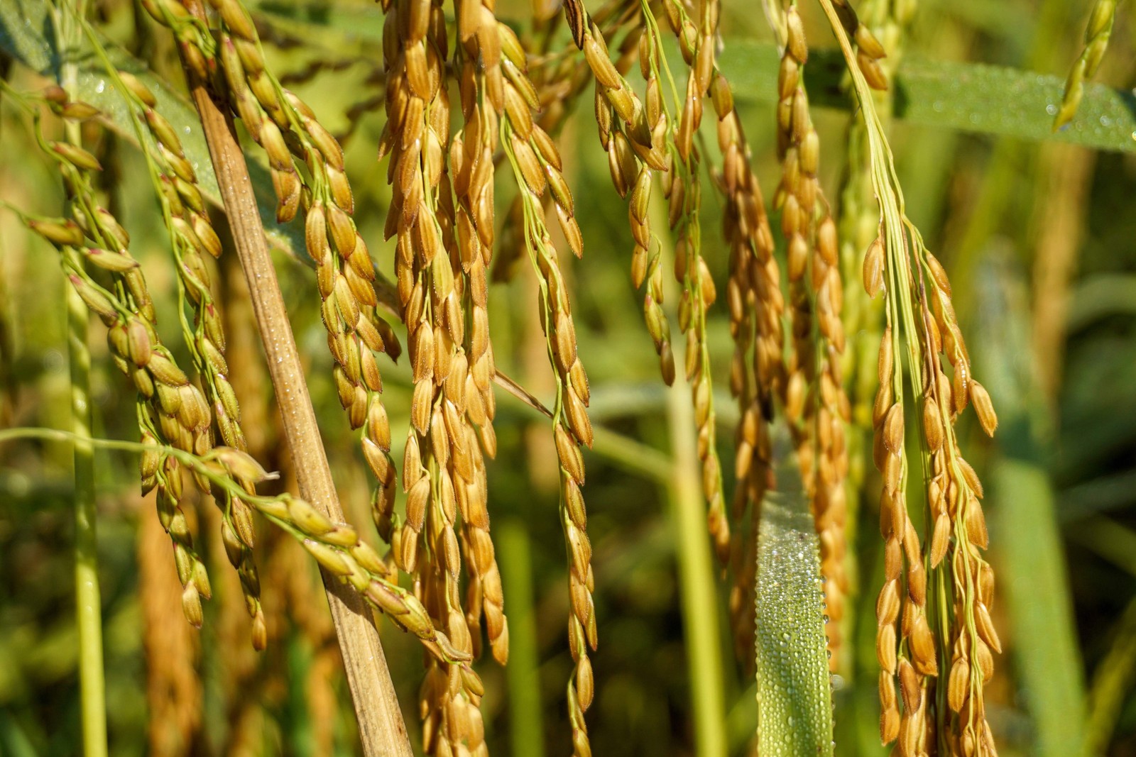 100 Long Grain BROWN WHITE RICE Oryza Sativa Vegetable Seeds