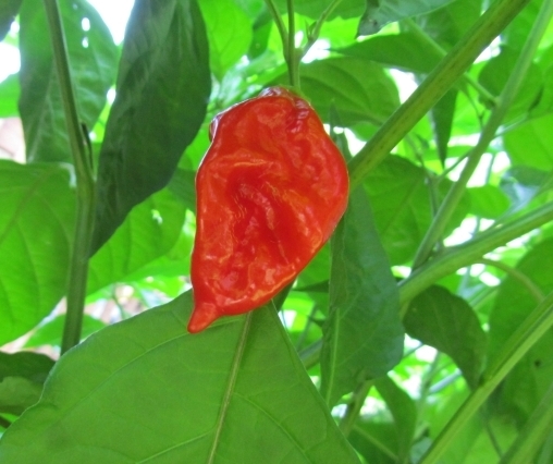 30+ RED SAVINA HABANERO CHILE PEPPER SEEDS Growing Instructions Included 2022