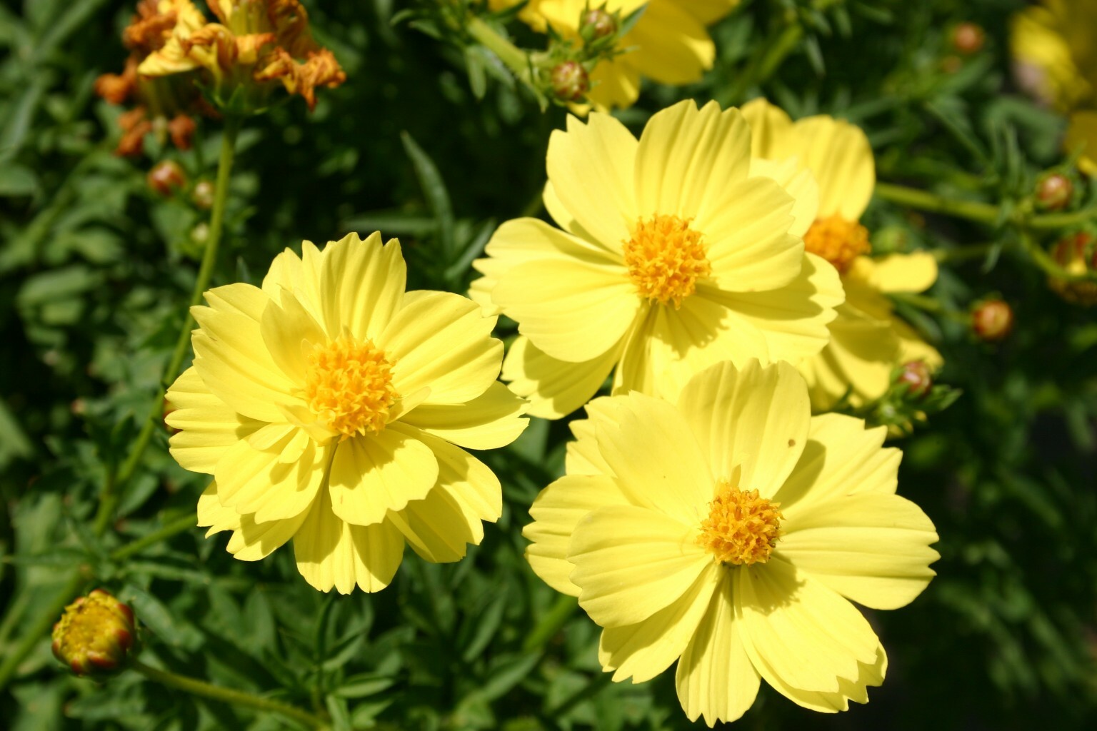 90 SEEDS – cosmos YELLOW TALL flowers Sulpher GroCo USA – BUY ANY 15-SHIPS FREE