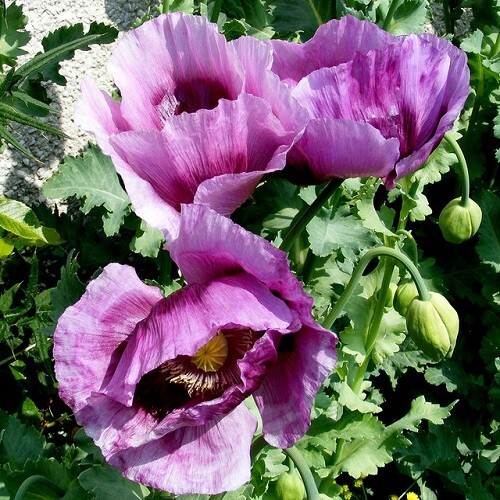 20,000 Stratified Hungarian High Germination Pap. Somiferum Poppy Seeds To Plant