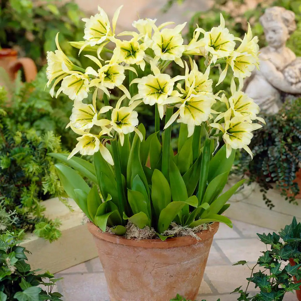 Ismene Sulphur Queen Bulbs (Set of 5)