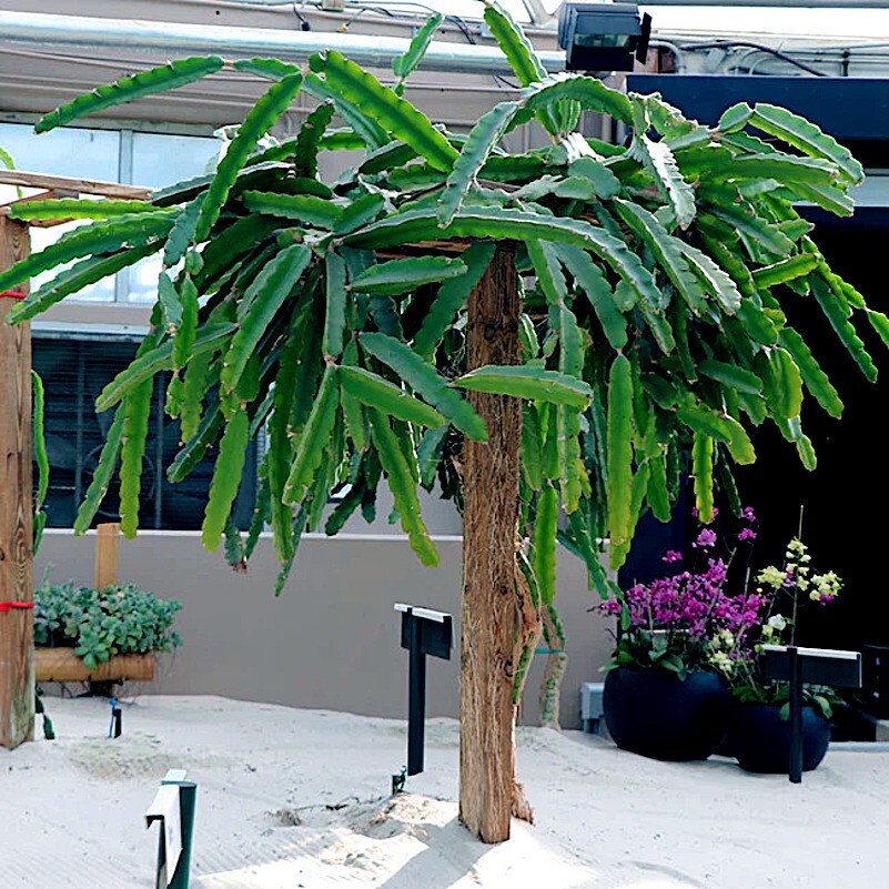 White Dragon Fruit Tree Seeds (H. Undatus) Pitahaya Strawberry Pear Cactus Vine
