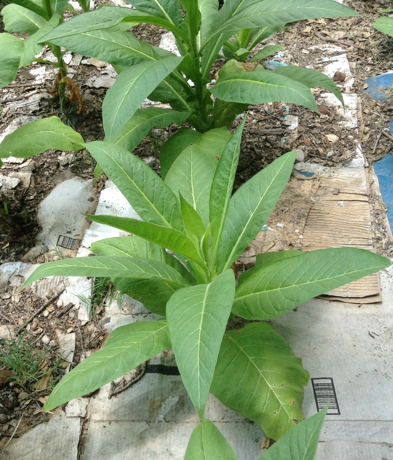 Pennsylvania Red Tobacco – Nicotiana seeds (1000+ per packet)