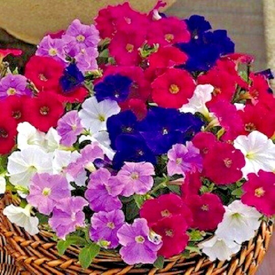 2000+Dwarf PETUNIA MIX Flower Seeds Garden Container Hanging Basket Window Box
