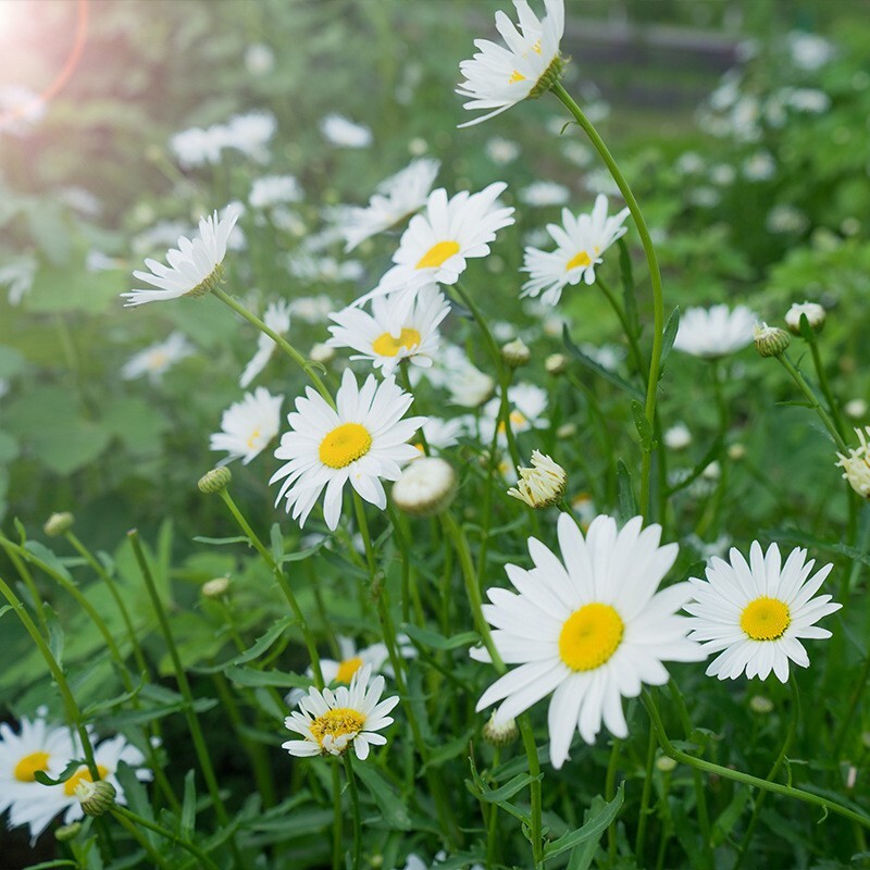 500+Alaska Shasta Daisy Seeds Hardy Perennial Garden Flowers USA