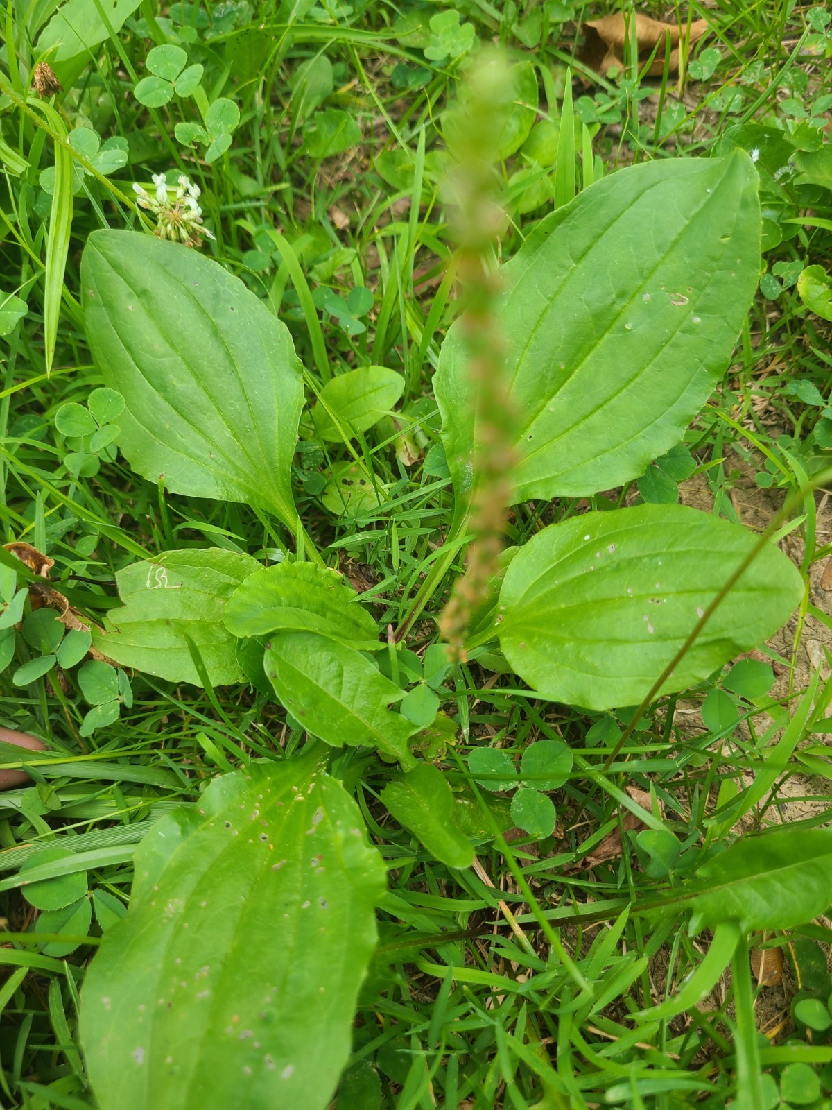 10 Rooted 5″ Plantago Plantain Broadleaf