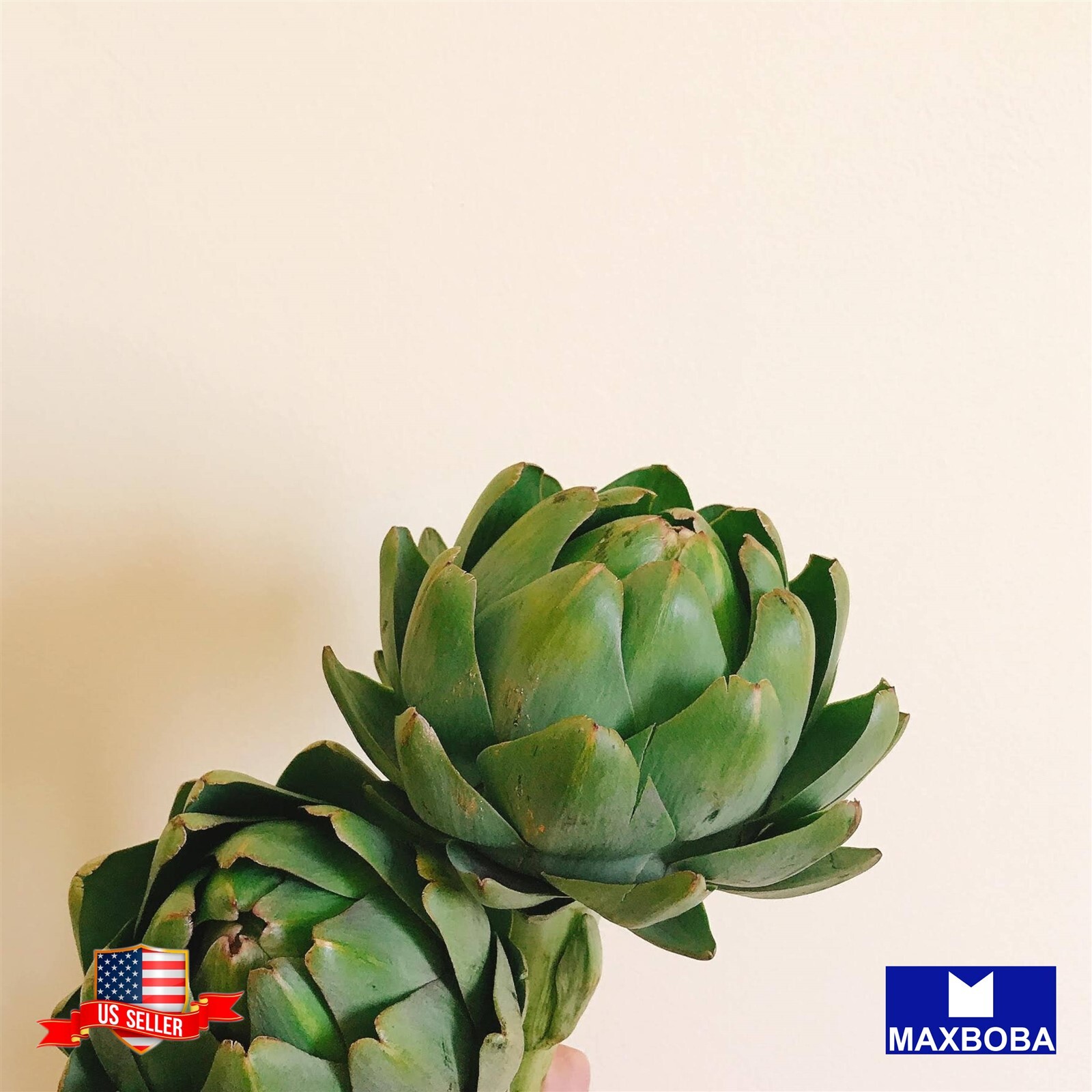 Artichoke Seeds Green Globe Heirloom | Non-GMO | Perennial Vegetable Garden