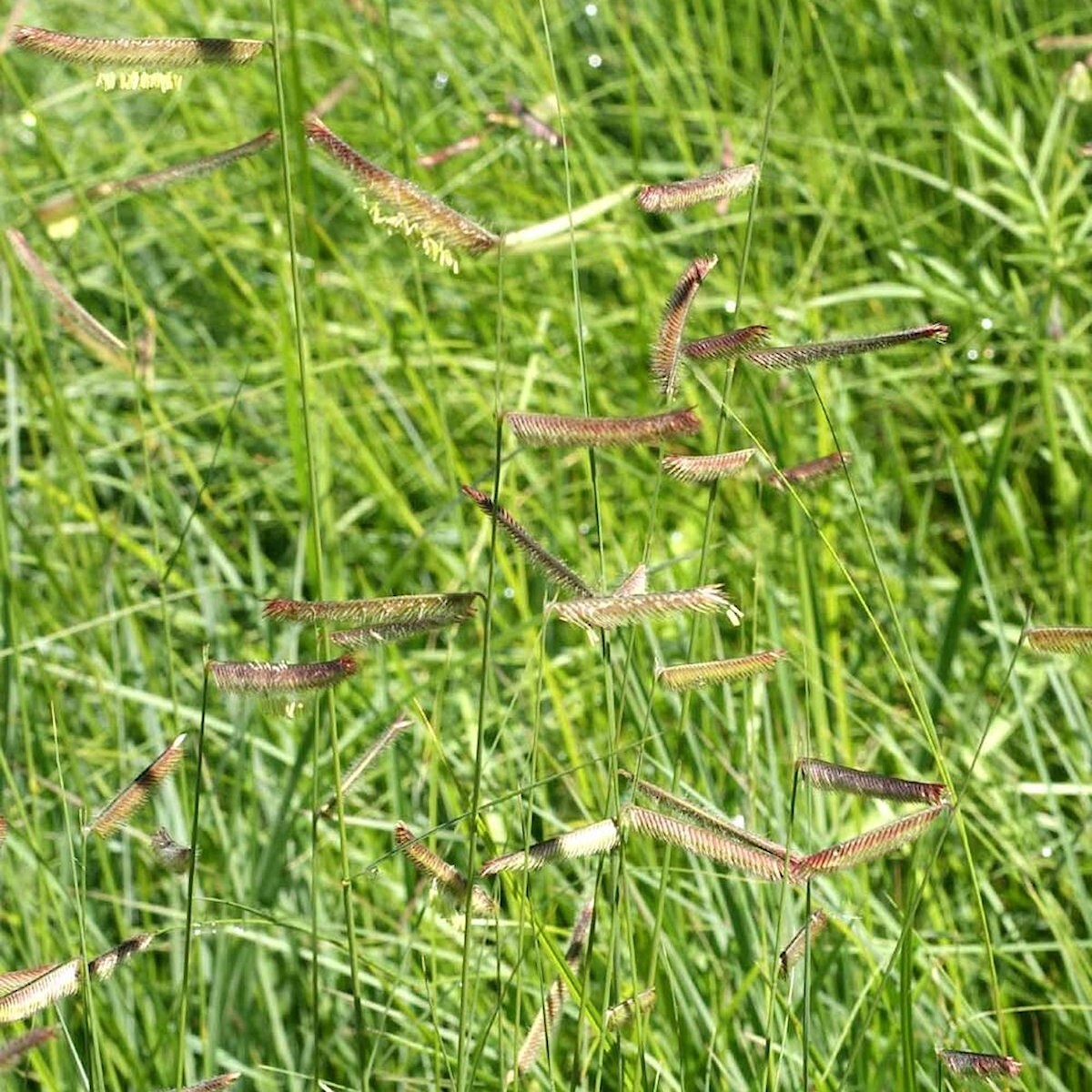 1/4 Lb Blue Grama Native Grass Seeds – Everwilde Farms Mylar Seed Packet