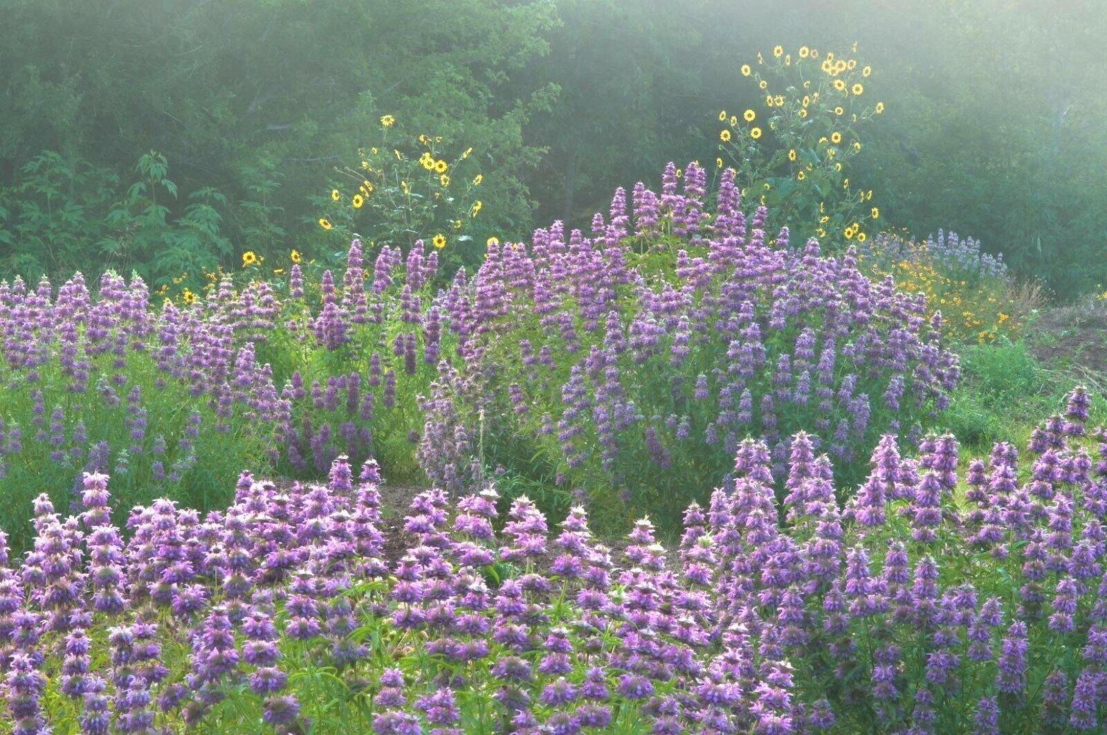 301+LEMON MINT Flower Seeds Perennial Native Wildflower Herb Garden Container