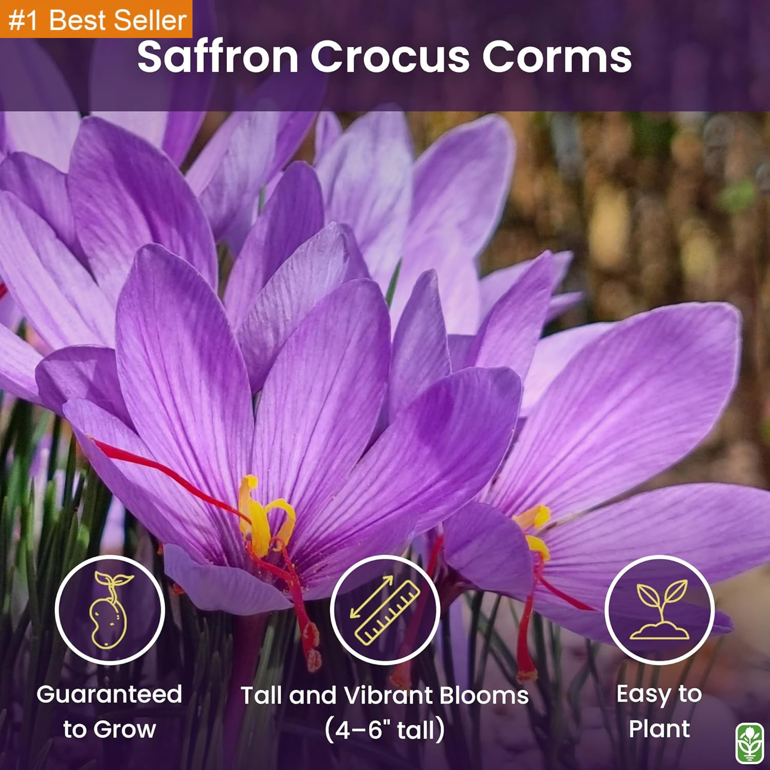 Saffron Crocus Corms for Planting – 10 Large Corms – Purple Blooms – Perennial B