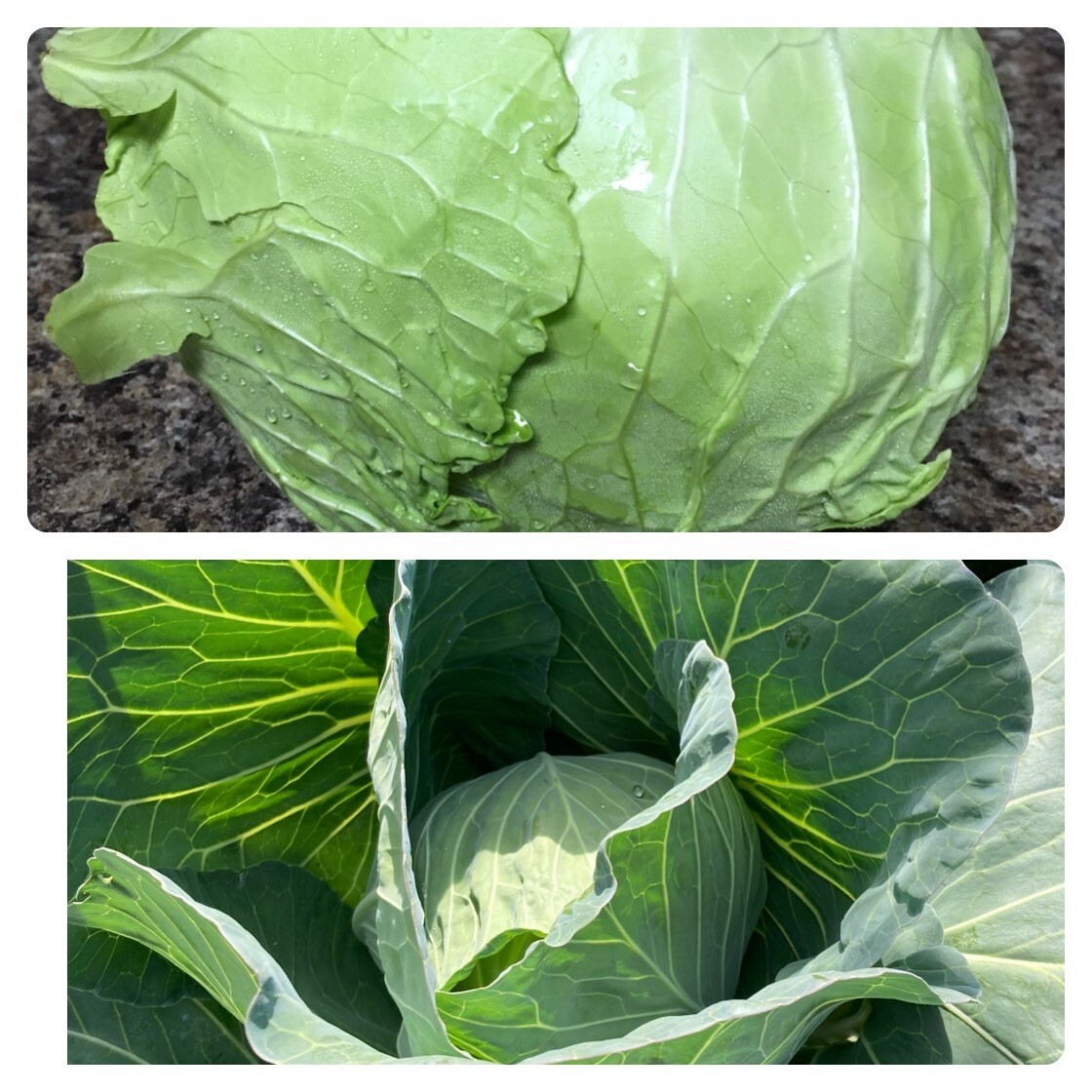 Copenhagen Cabbage Fresh Seeds Heirloom Garden Planting Non-GMO