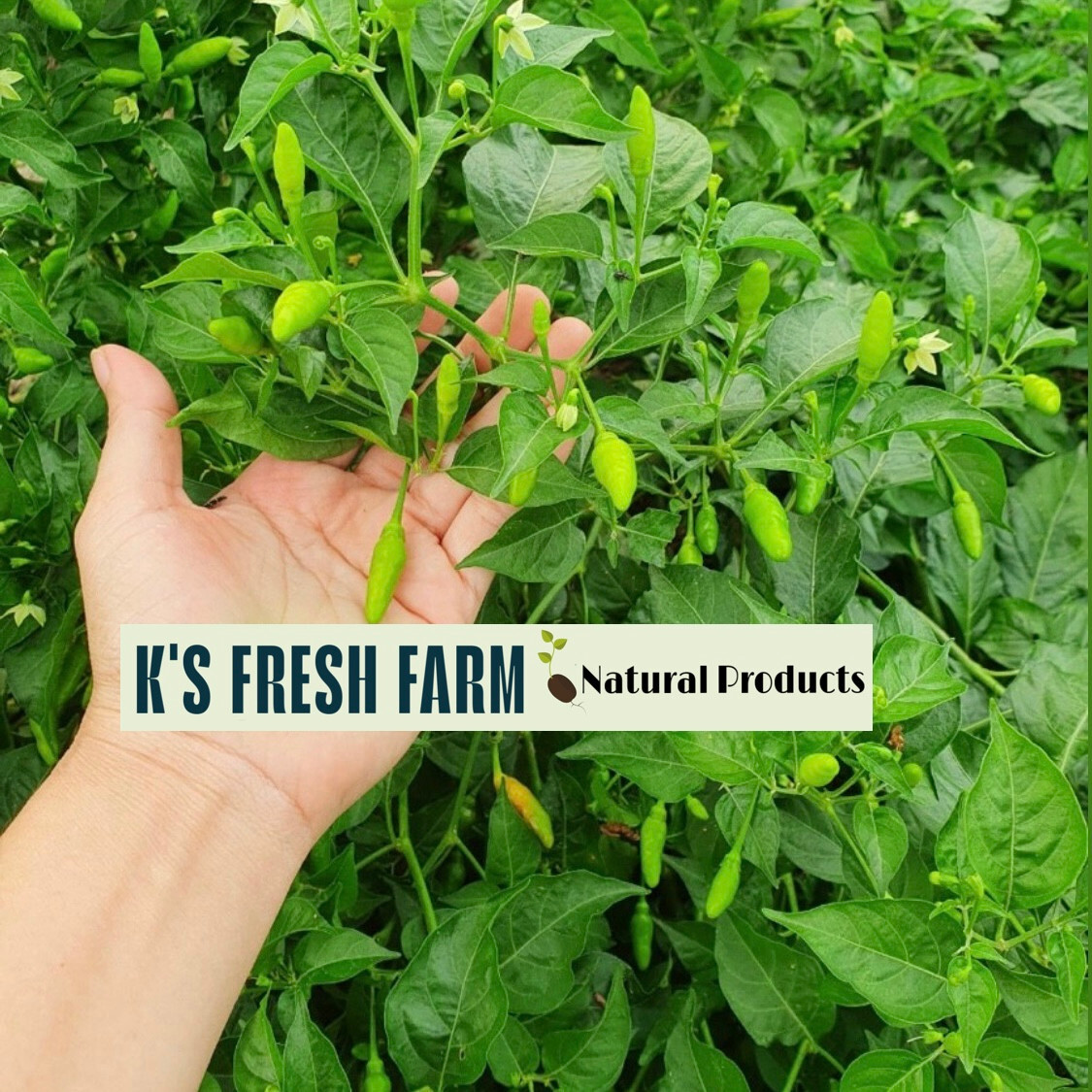 Bird’s Eye /Green Bird’s Eye Pepper Seeds – Hạt Giống Ớt Xiêm Rừng/ Ớt Xiêm Xanh
