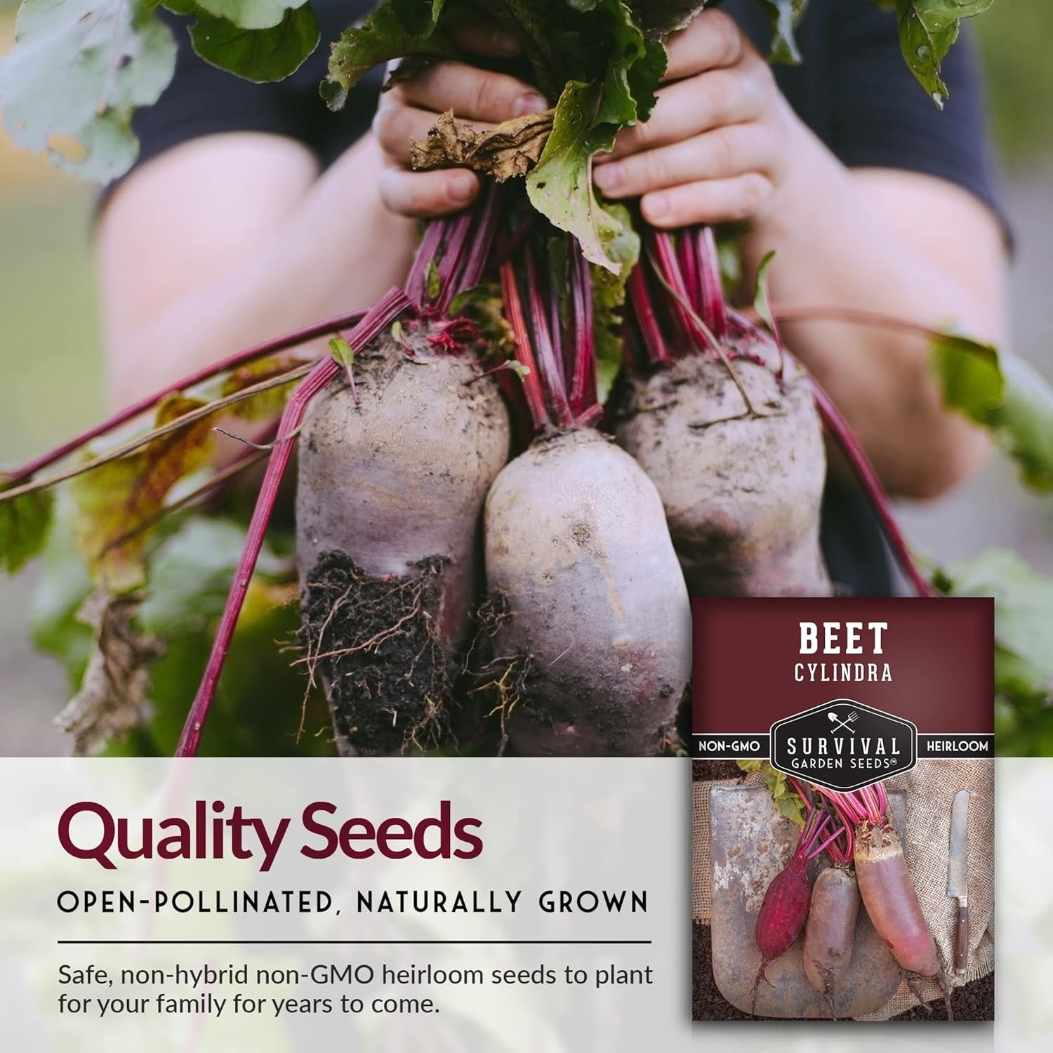 Heirloom Cylindra Beet Seeds – Compact, Disease Resistant, Sweet Flavor – 1 Pack
