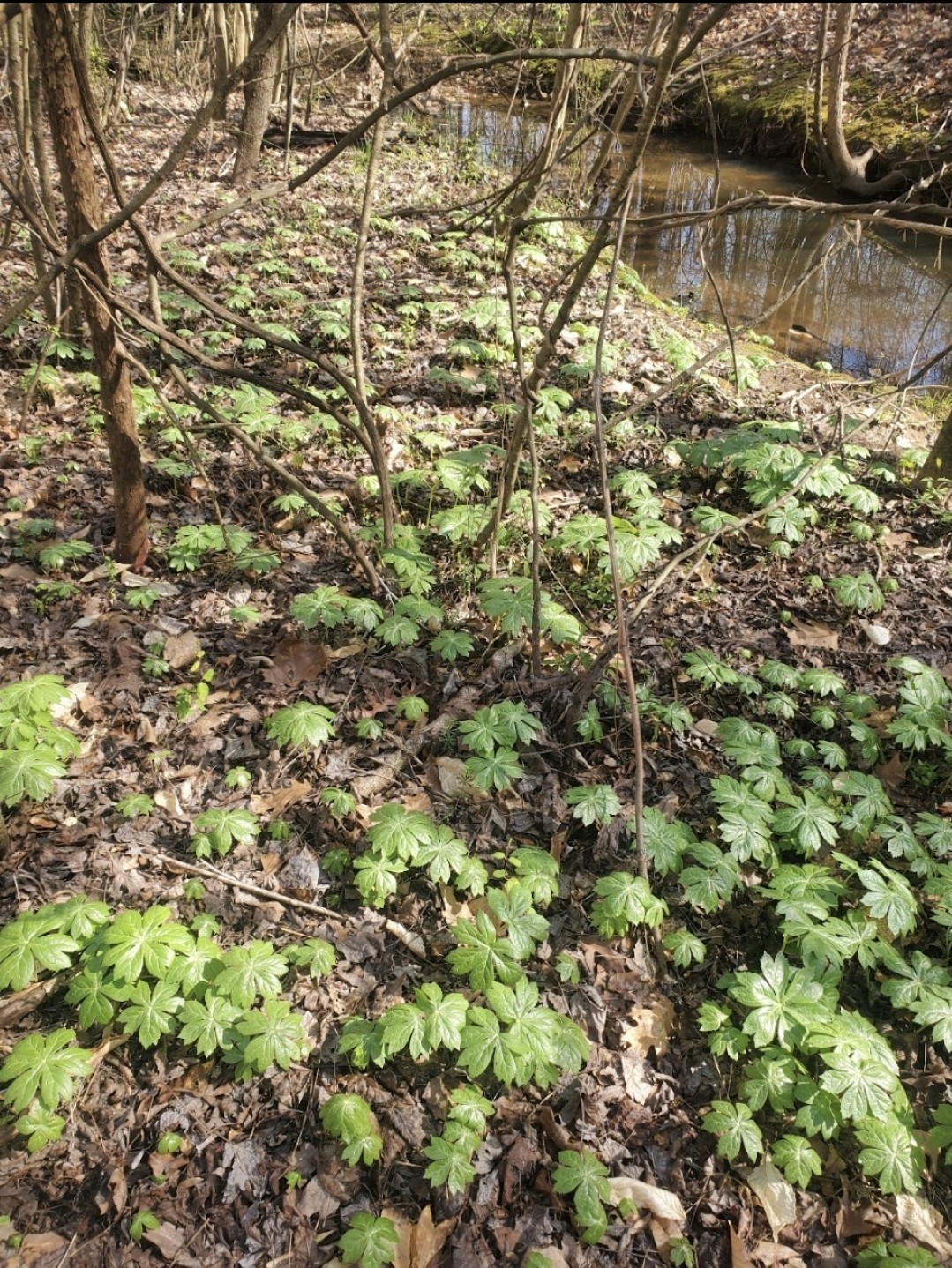 12 Fresh Mayapple Rhizomes, American Mandrake, Medicinal Herb, Edible Fruit.