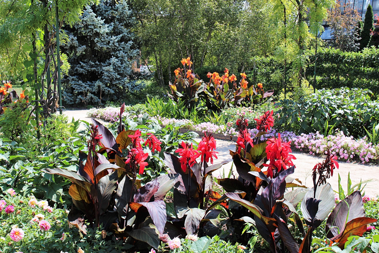 5 MIXED CANNA LILY Generalis Mix Colors Red Yellow Hummingbird Flower Seeds