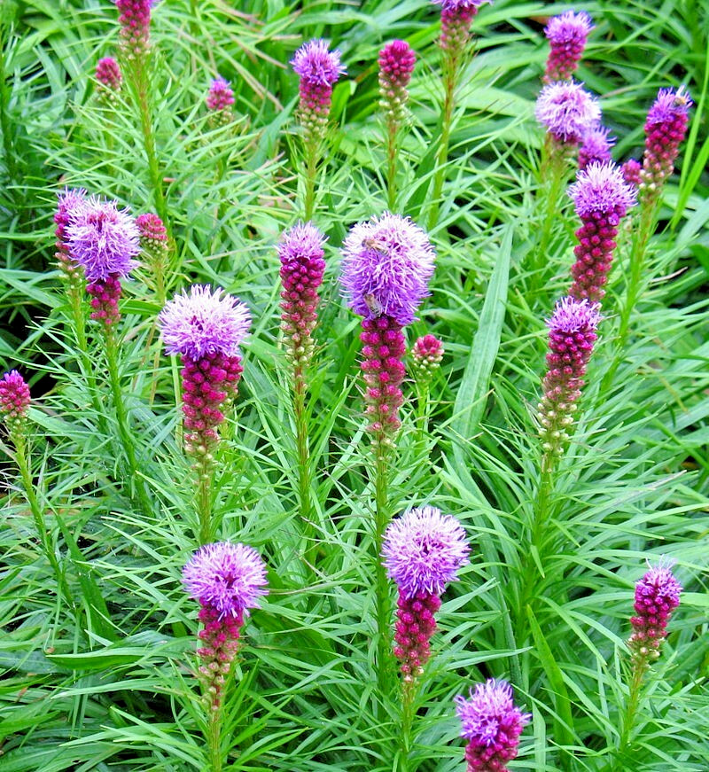 purple Liatris spicata 102 seeds, blazing star, gayfeather. no GMO. grown in USA