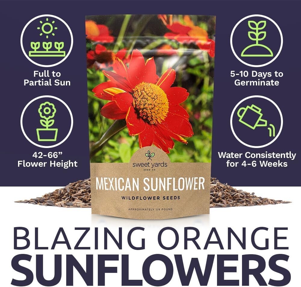 Bulk Quarter Pound Bag of Mexican Sunflower Seeds – 10,000+ Non-GMO Wildflowe…